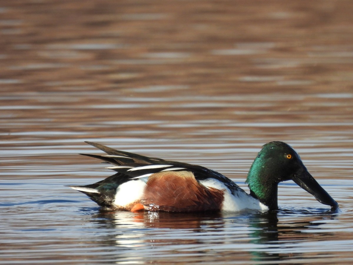 Mestolone - ML651250683