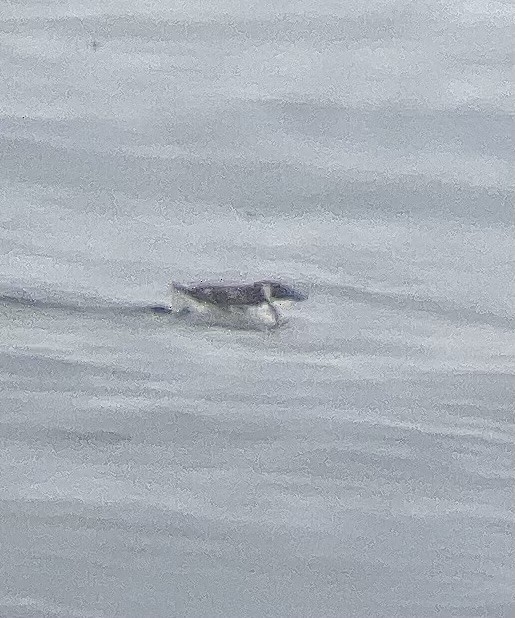 ヒメウミスズメ - ML651250952