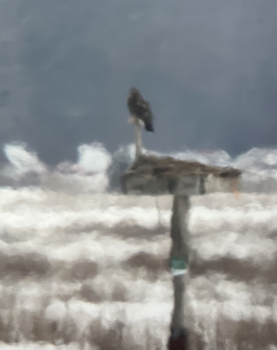 ノスリ属 - ML651250985