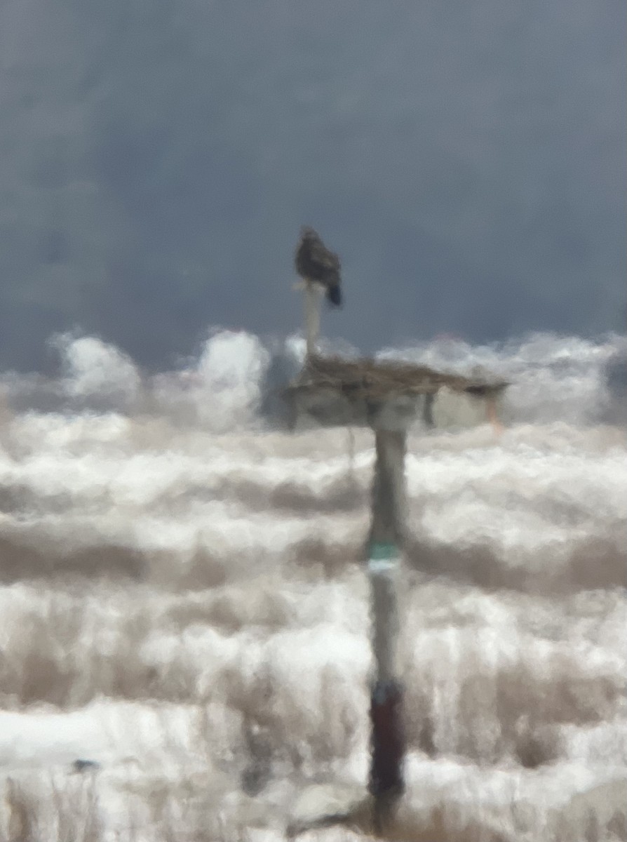 Buteo sp. - ML651250986