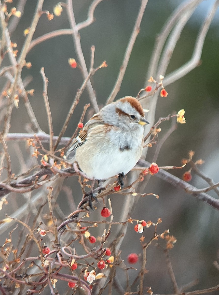 strnádka pokřovní - ML651251015