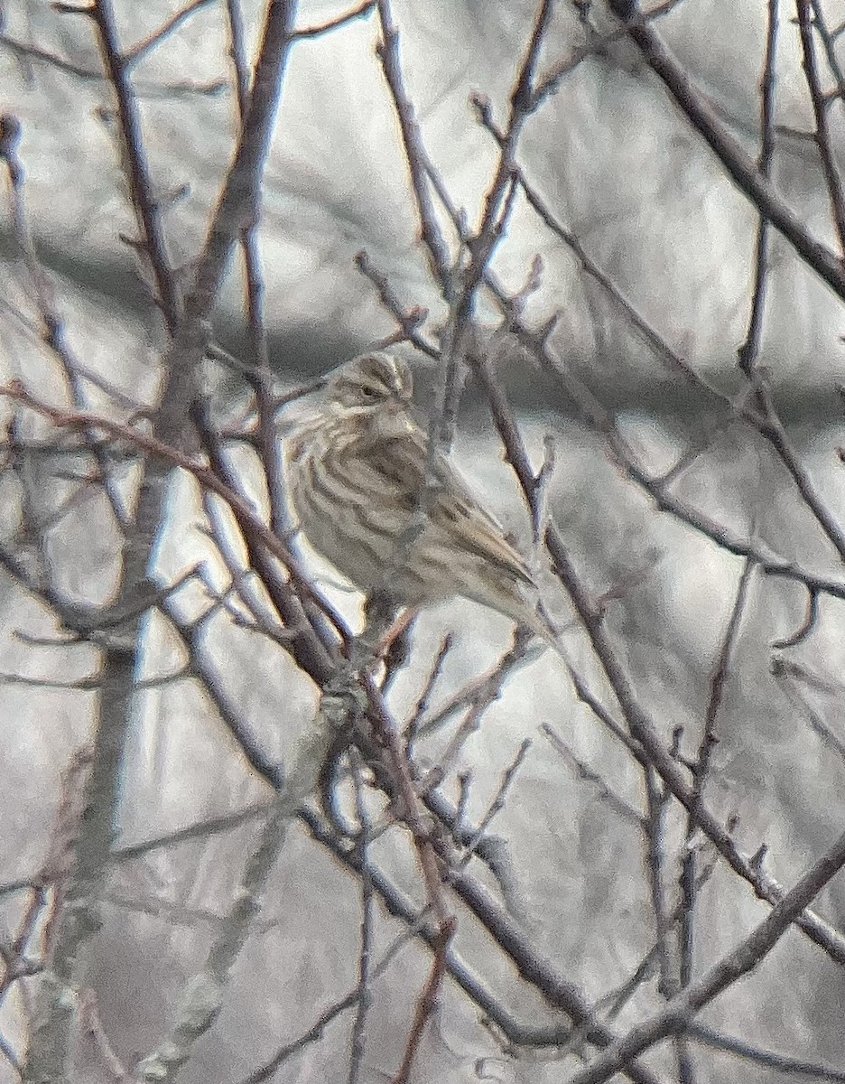 strnadec luční (ssp. princeps) - ML651251176