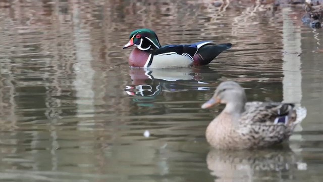 Wood Duck - ML651251230