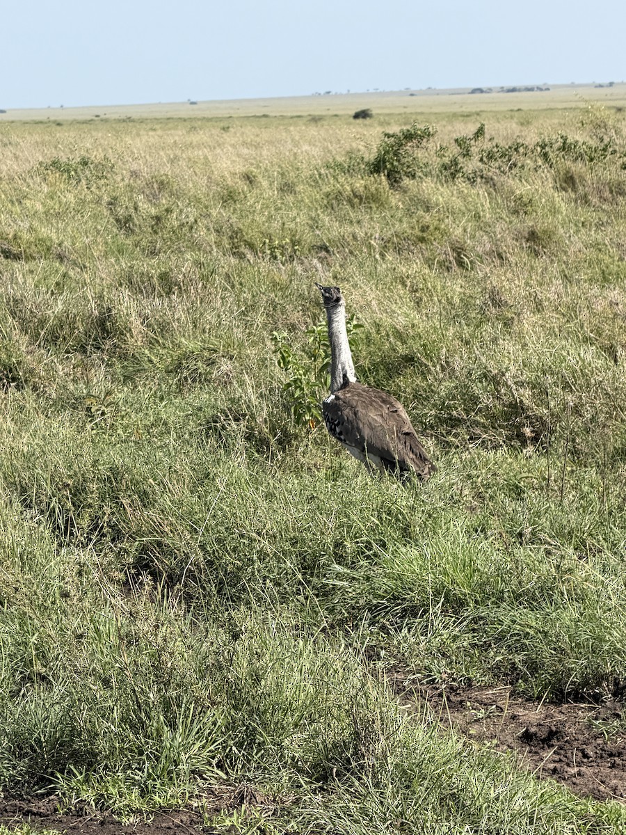 Kori Bustard - ML651251253