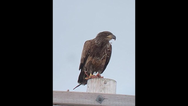 orel bělohlavý - ML651251277