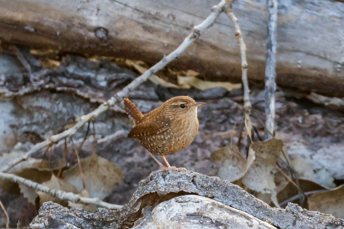 Winterzaunkönig - ML651251478