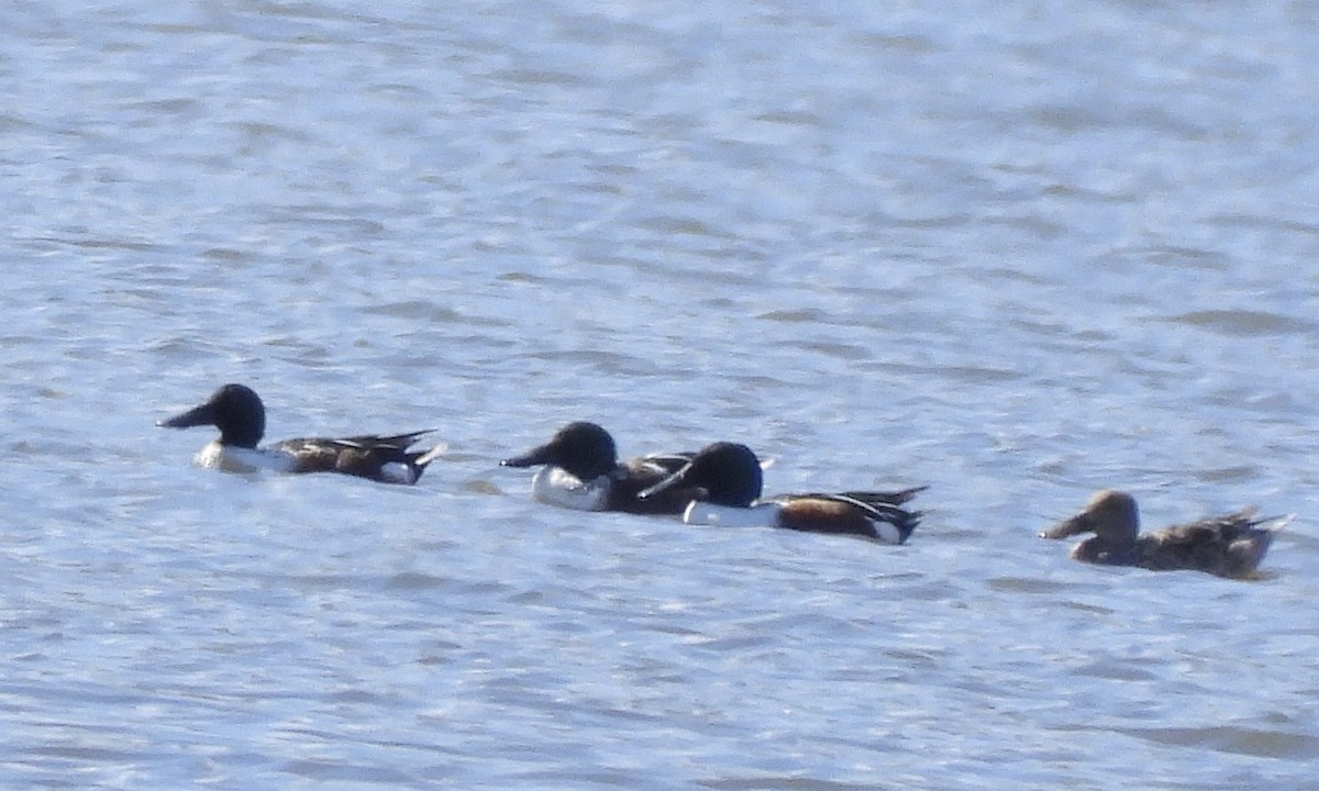 Mestolone - ML651252230