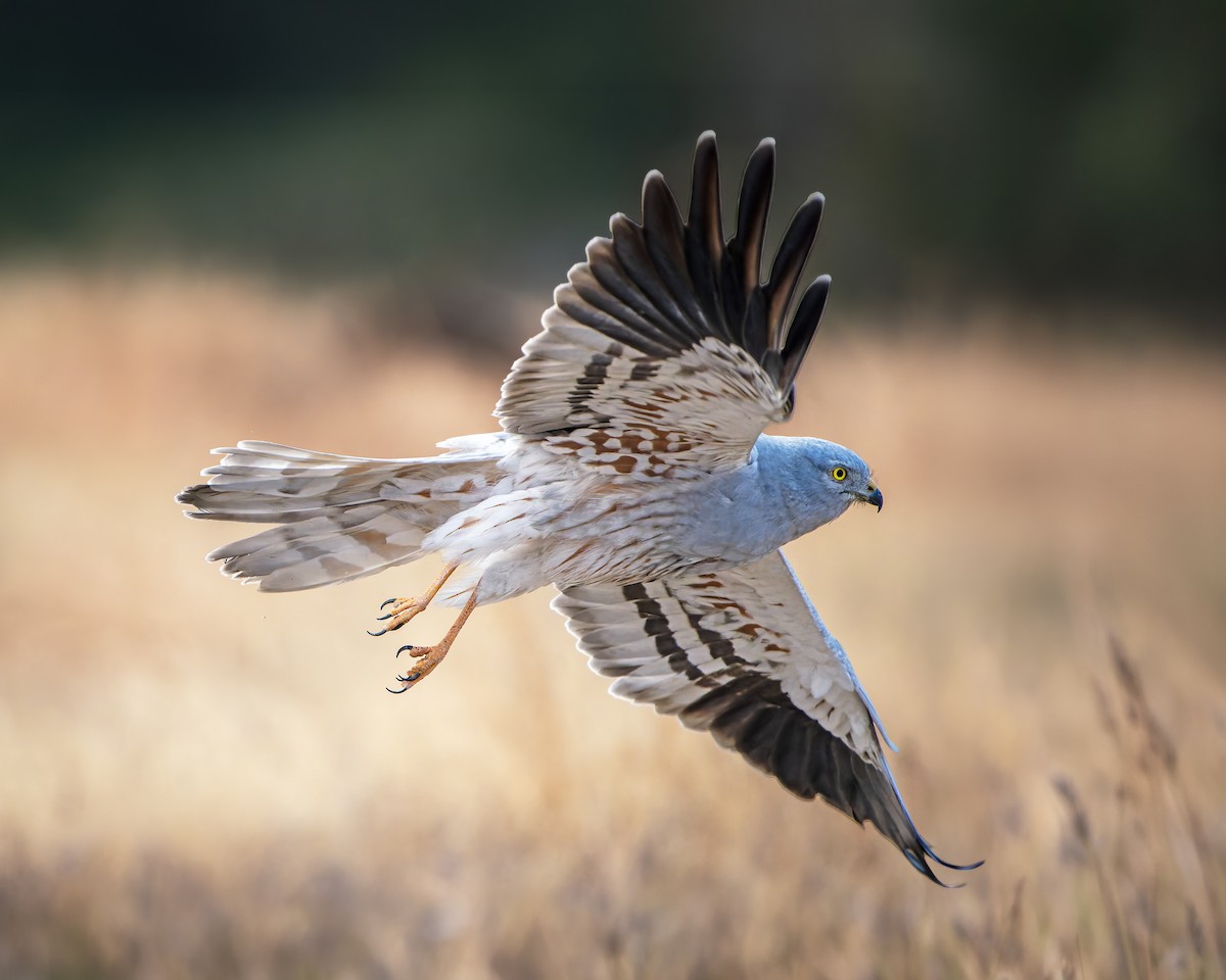 Луговой лунь - ML651252395