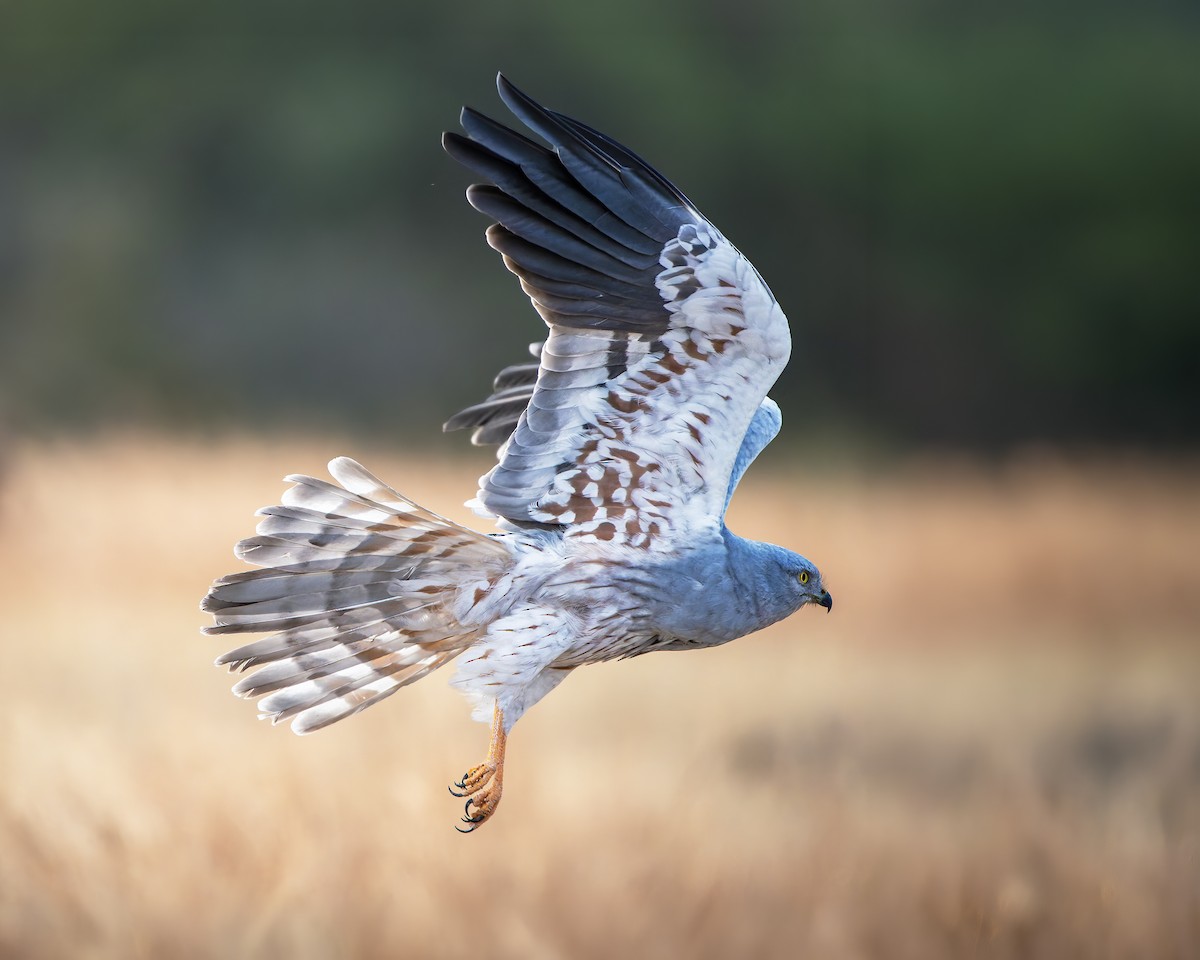 Луговой лунь - ML651252396