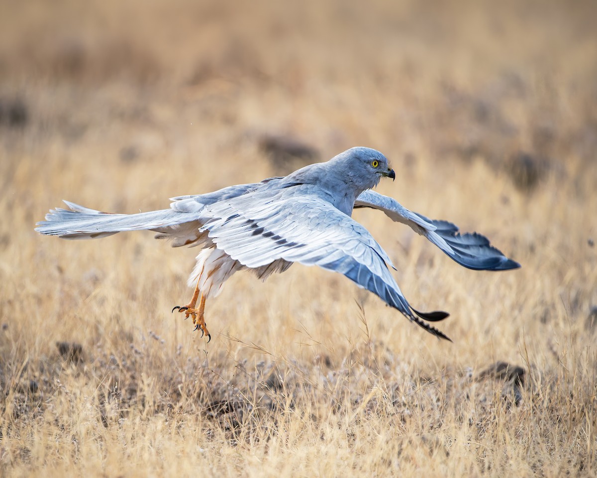 Луговой лунь - ML651252397