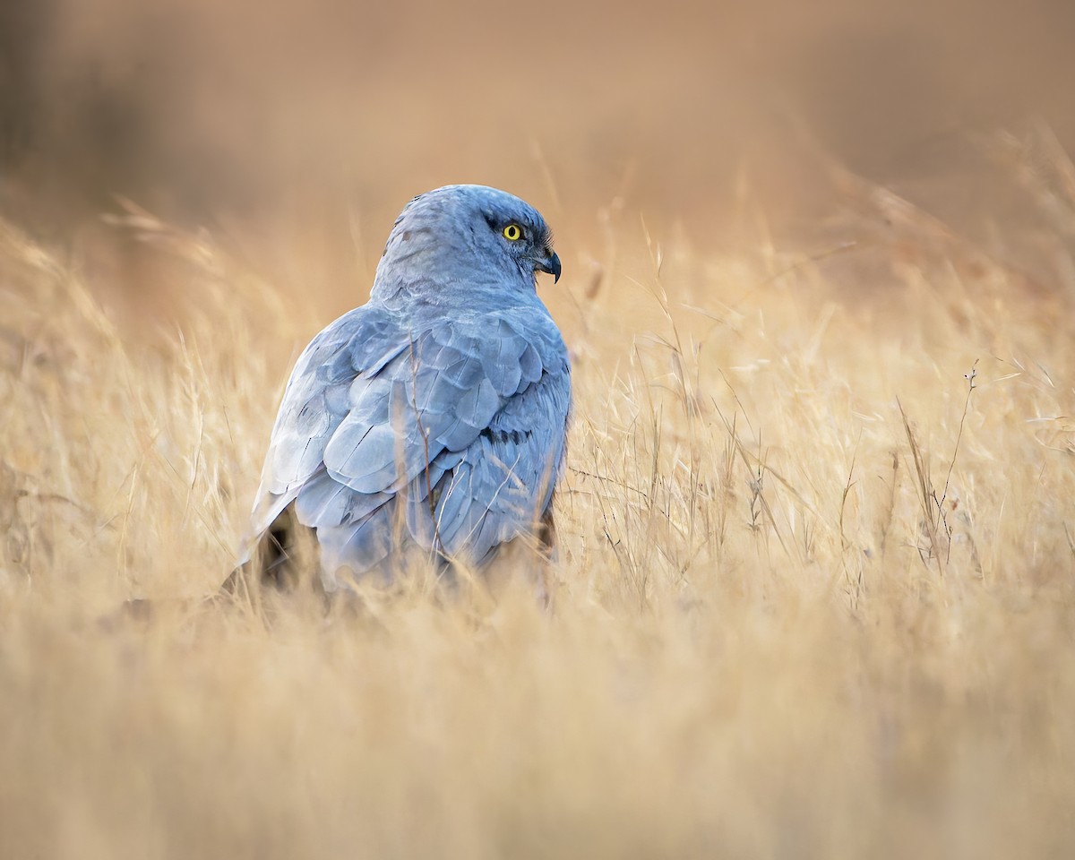 Луговой лунь - ML651252433