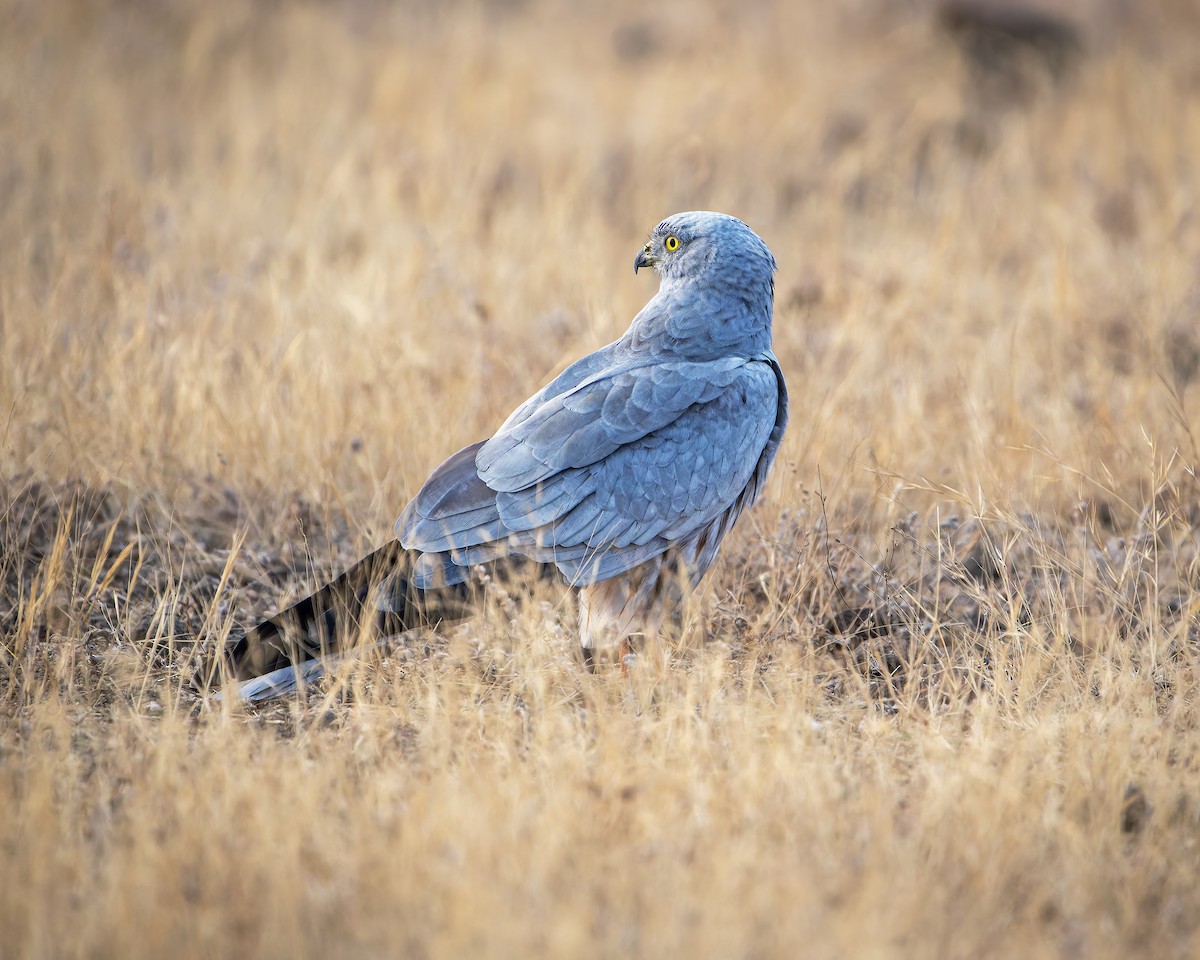 Луговой лунь - ML651252434