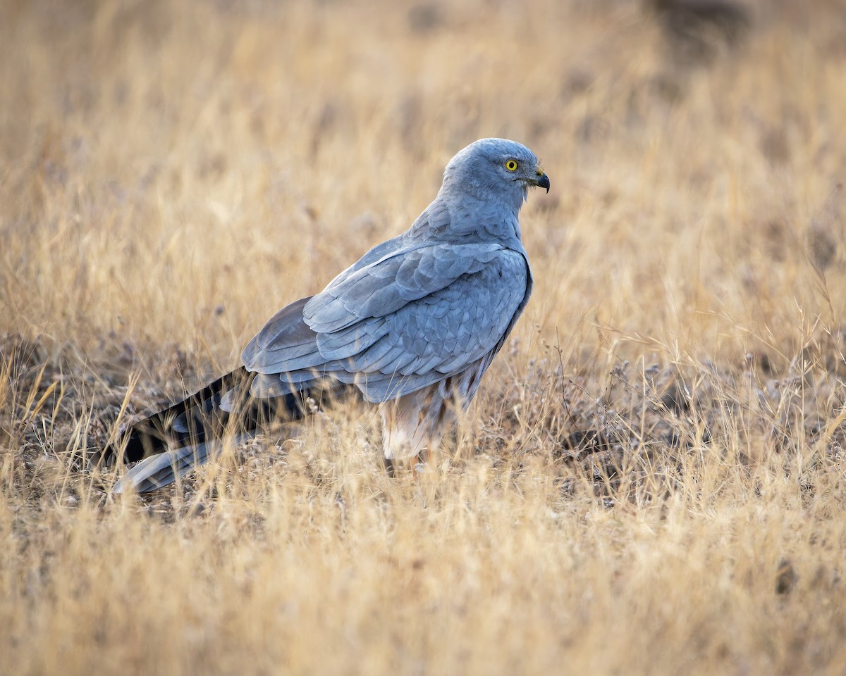 Луговой лунь - ML651252435