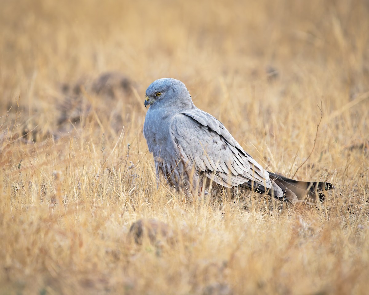 Луговой лунь - ML651252436