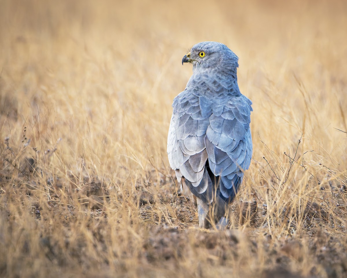 Луговой лунь - ML651252437