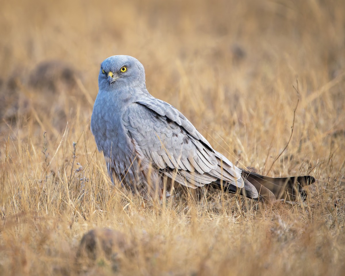 Луговой лунь - ML651252438