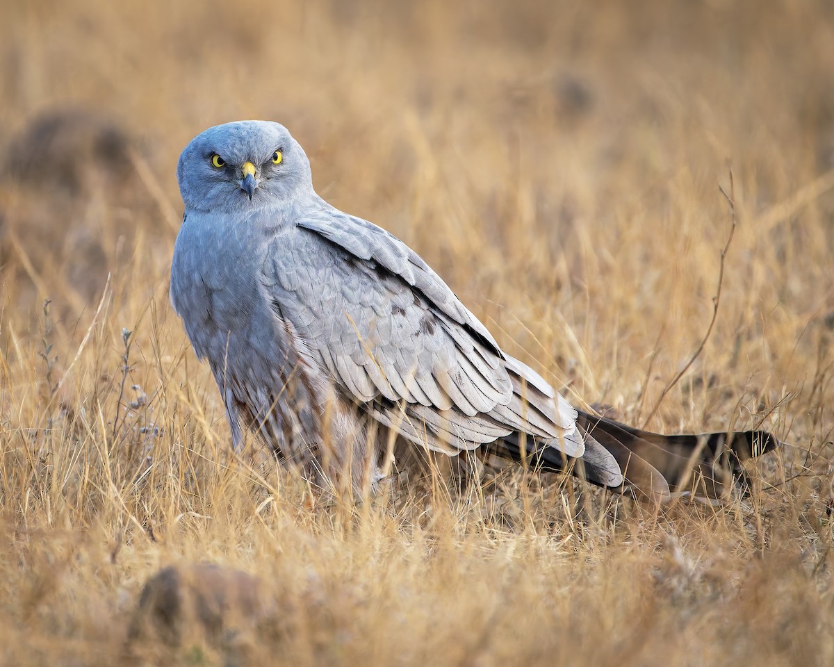 Луговой лунь - ML651252439