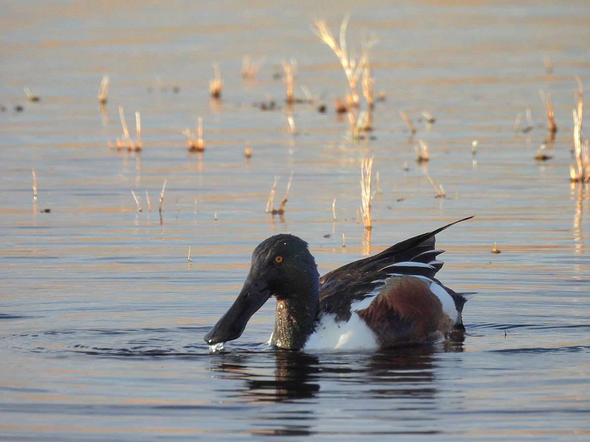 Mestolone - ML651252532