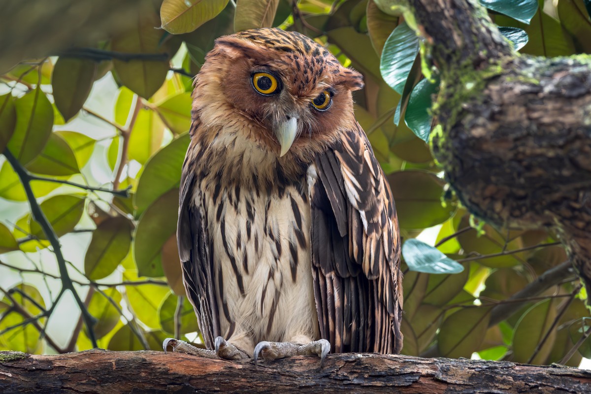 Philippine Eagle-Owl - ML651252811