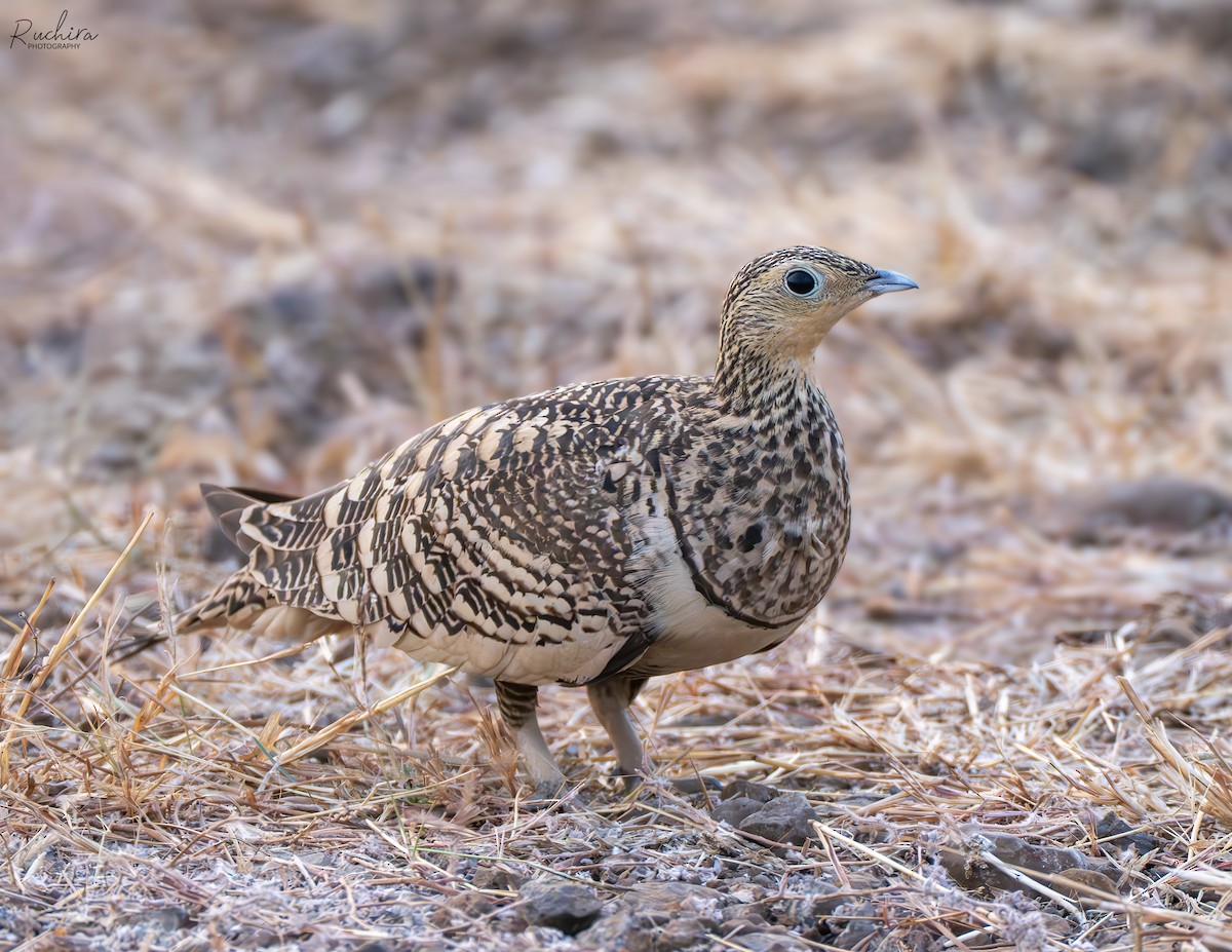 Рыжебрюхий рябок - ML651253366