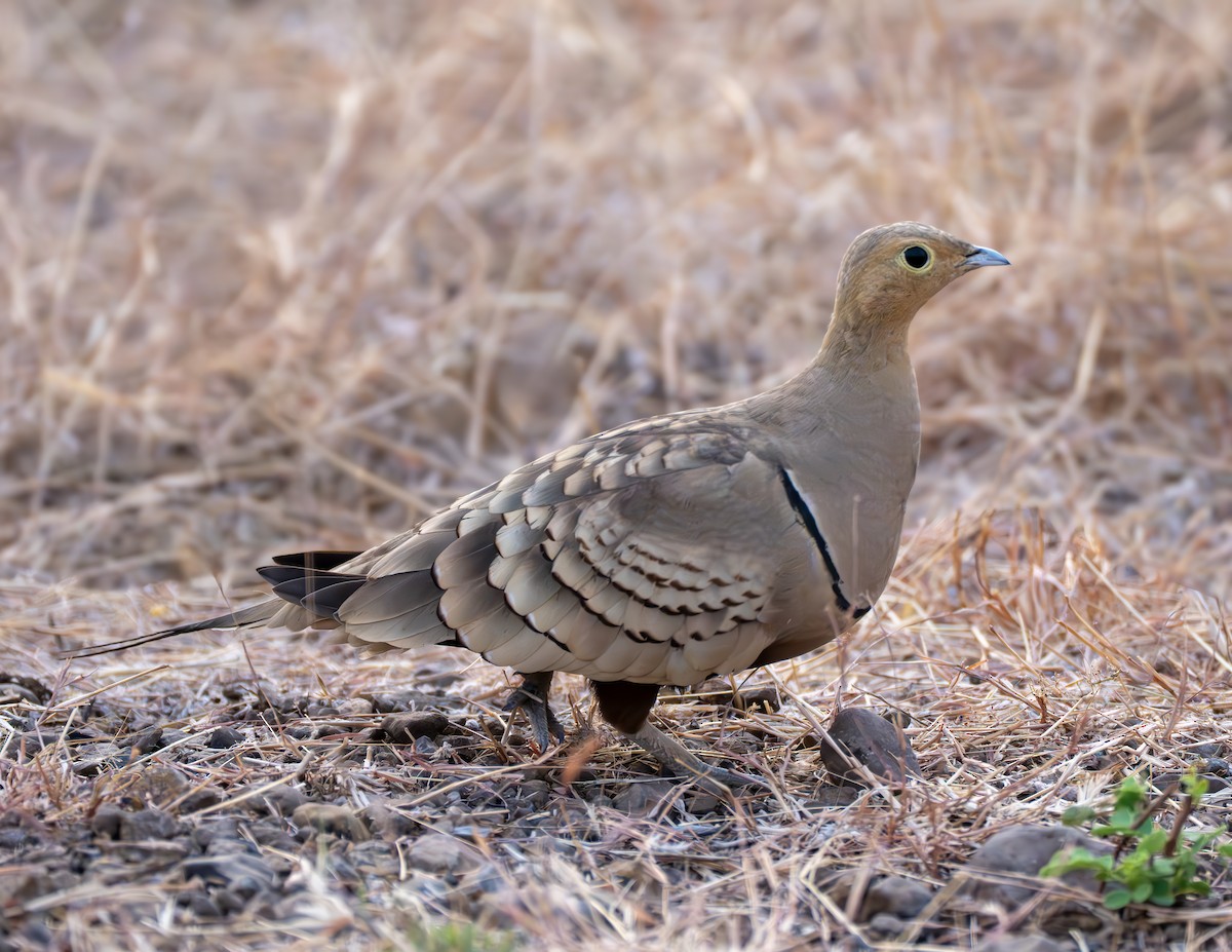 Рыжебрюхий рябок - ML651253379