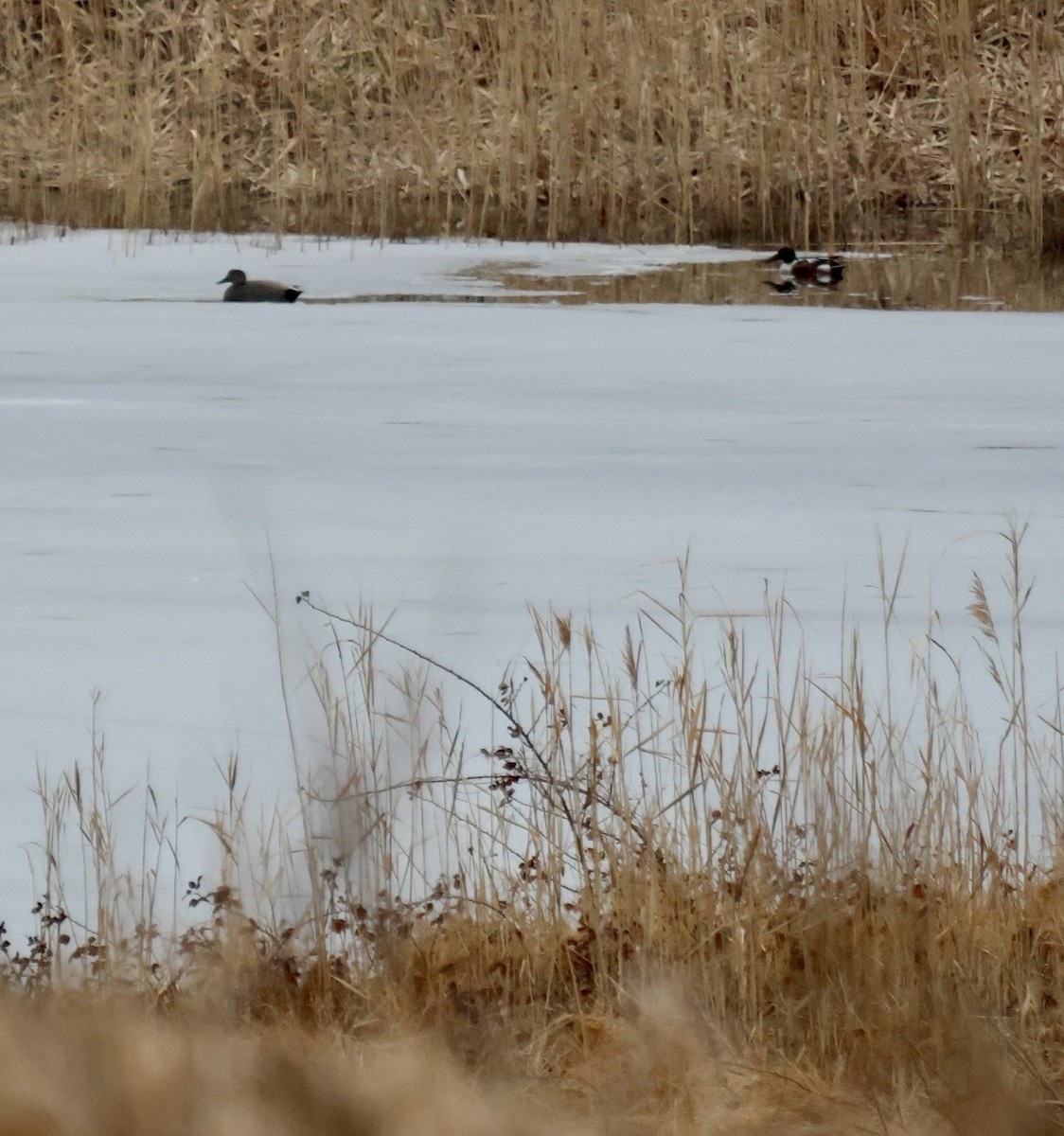 Mestolone - ML651253485