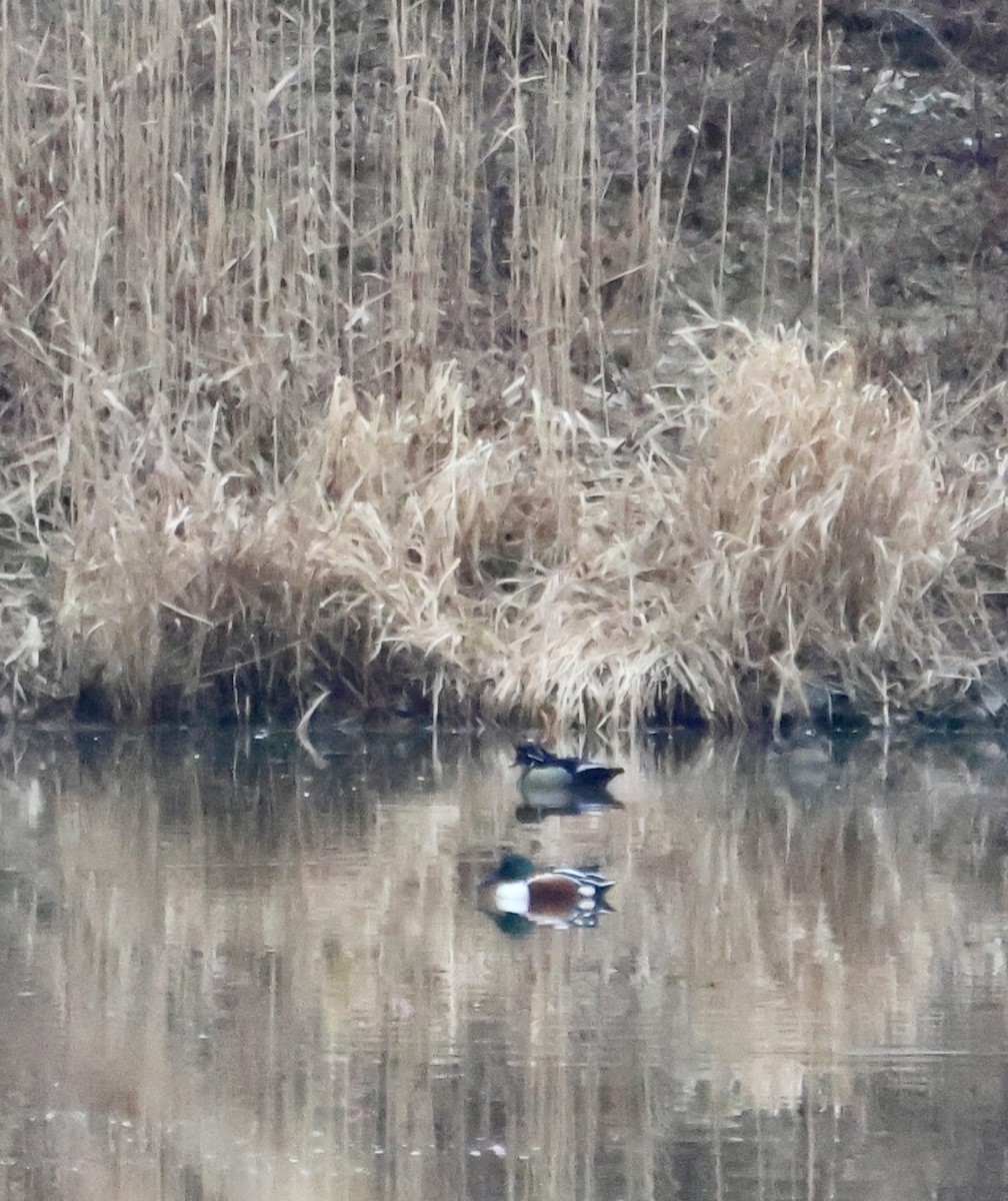 Mestolone - ML651253573