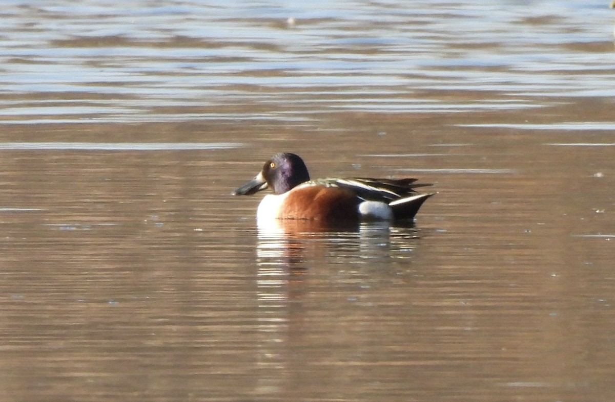 Mestolone - ML651253701