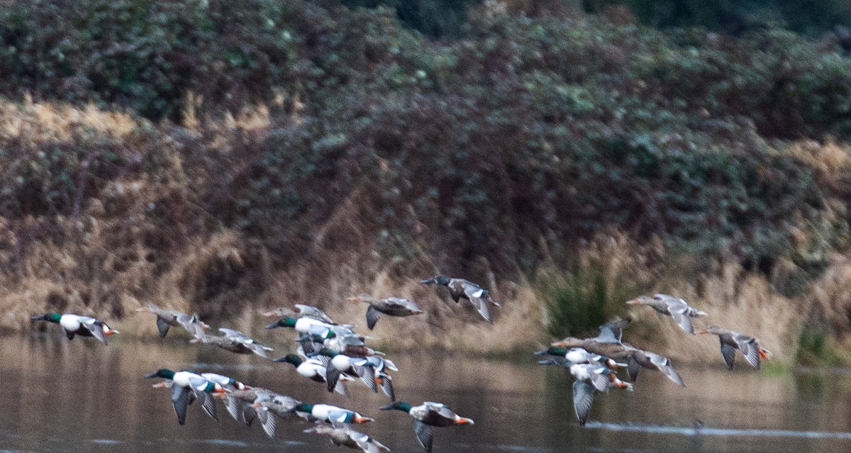 Mestolone - ML651253789