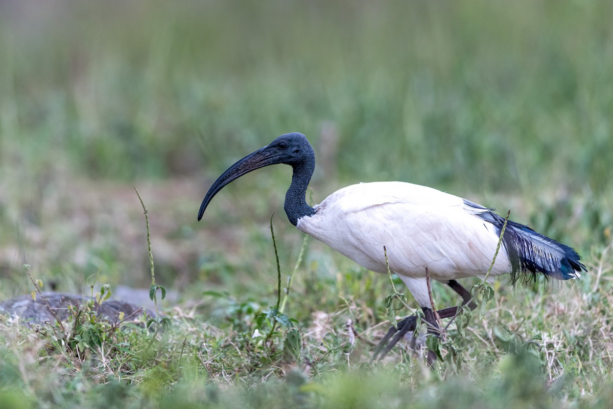 helligibis - ML651253861