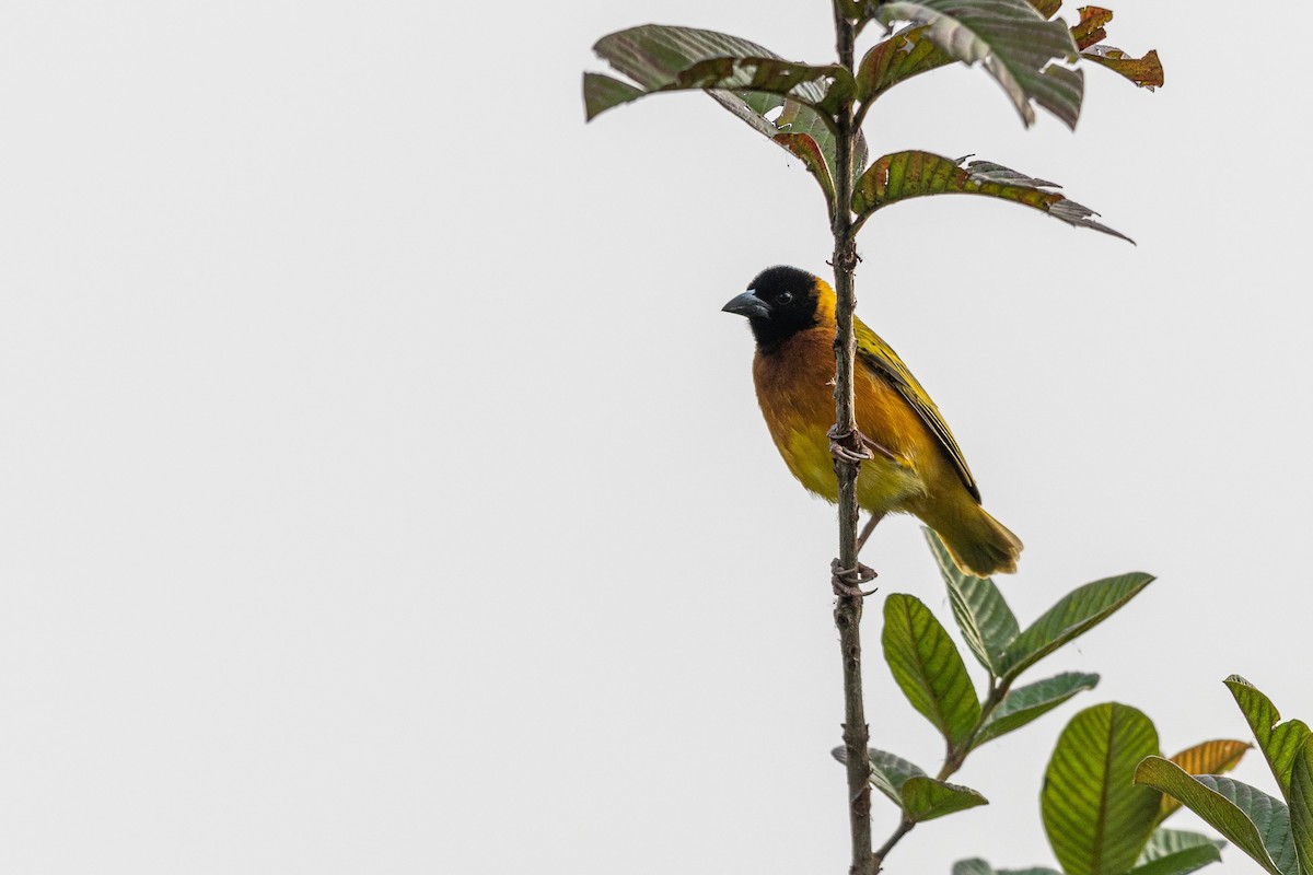 svarthodevever - ML651253871