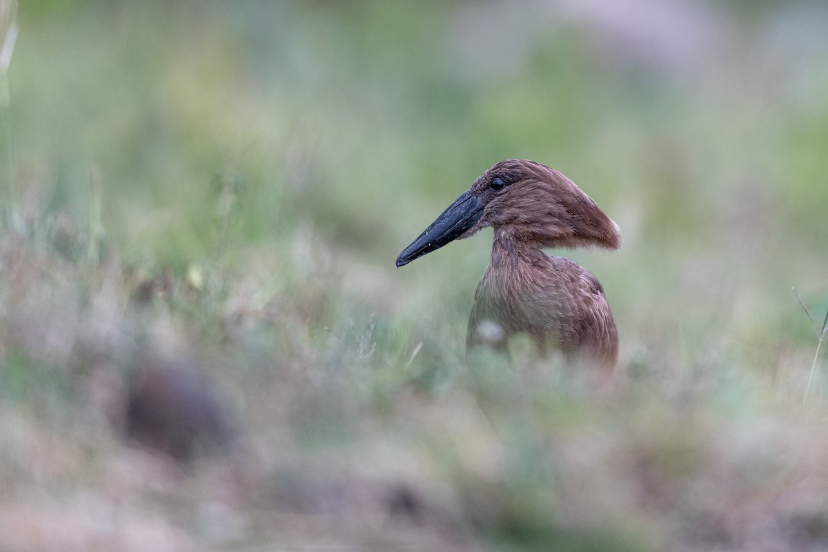 skyggefugl - ML651253889