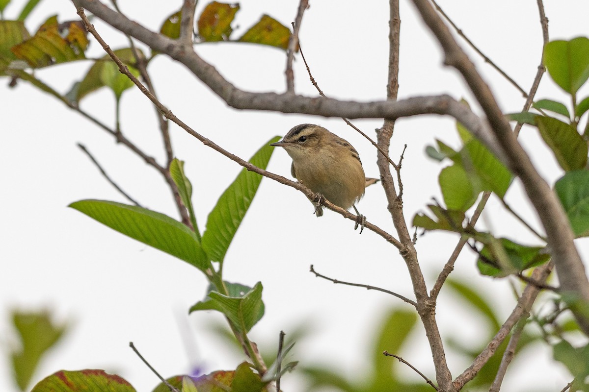 sivsanger - ML651253890