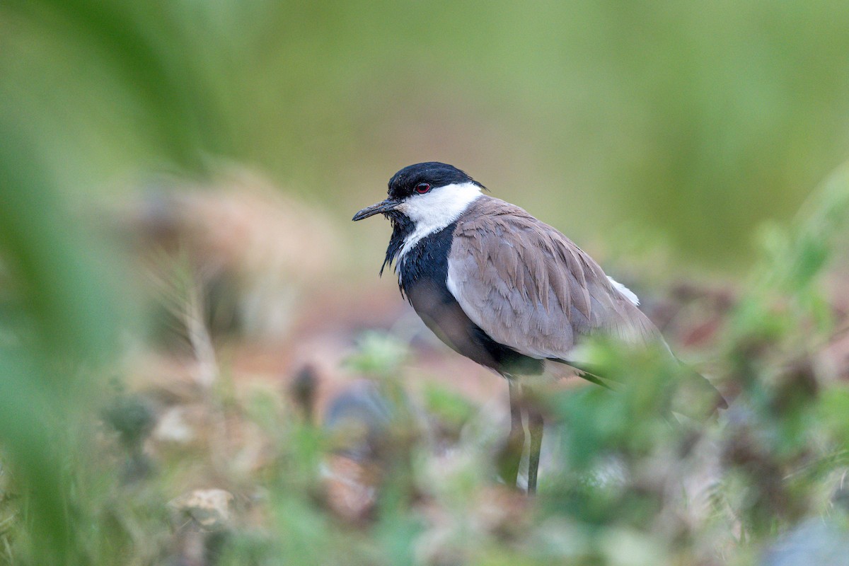 sporevipe - ML651253895