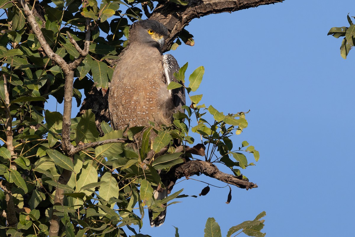 Crested Serpent-Eagle - Rotem Avisar
