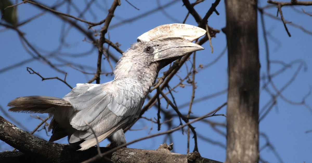 Silvery-cheeked Hornbill - ML651254375