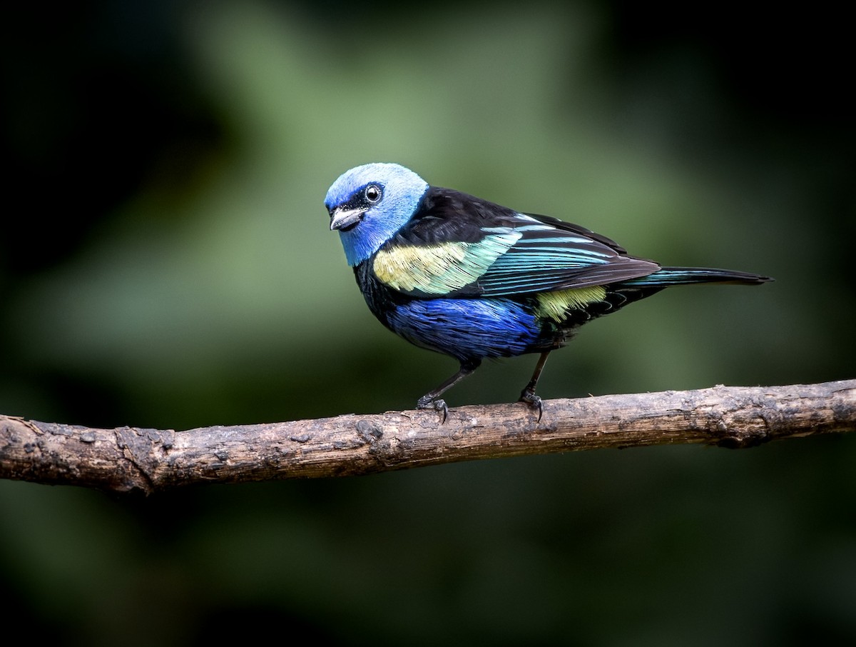 Blue-necked Tanager - ML651254539