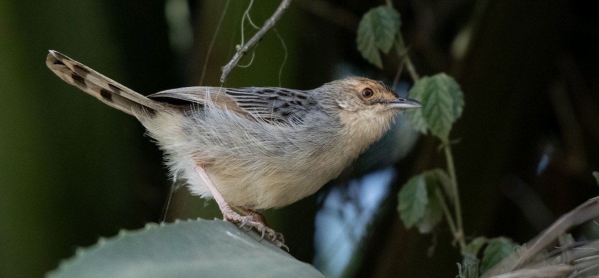 Lynes's Cisticola - ML651254564