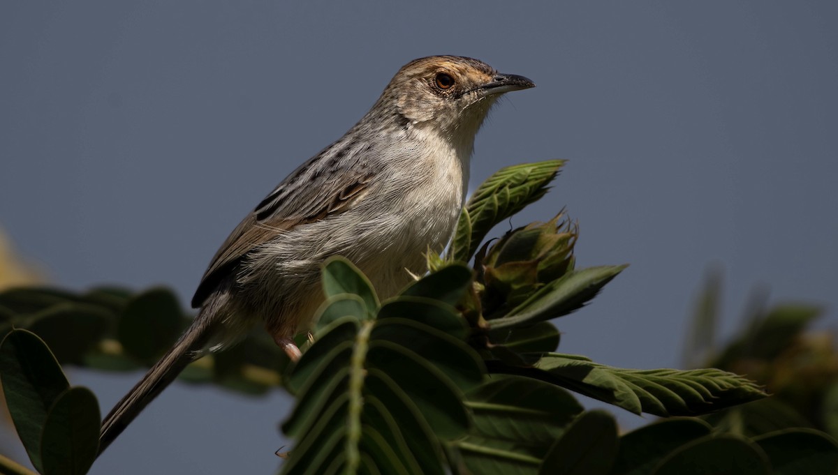 Lynes's Cisticola - ML651254565