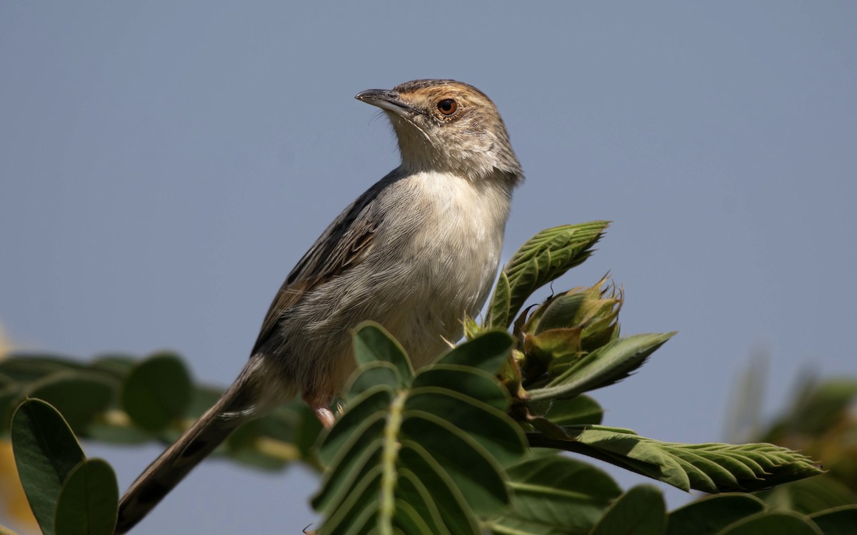 Lynes's Cisticola - ML651254566