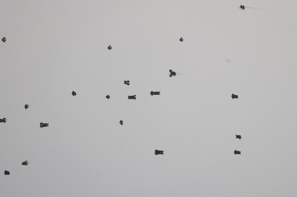 Mestolone - ML651254594