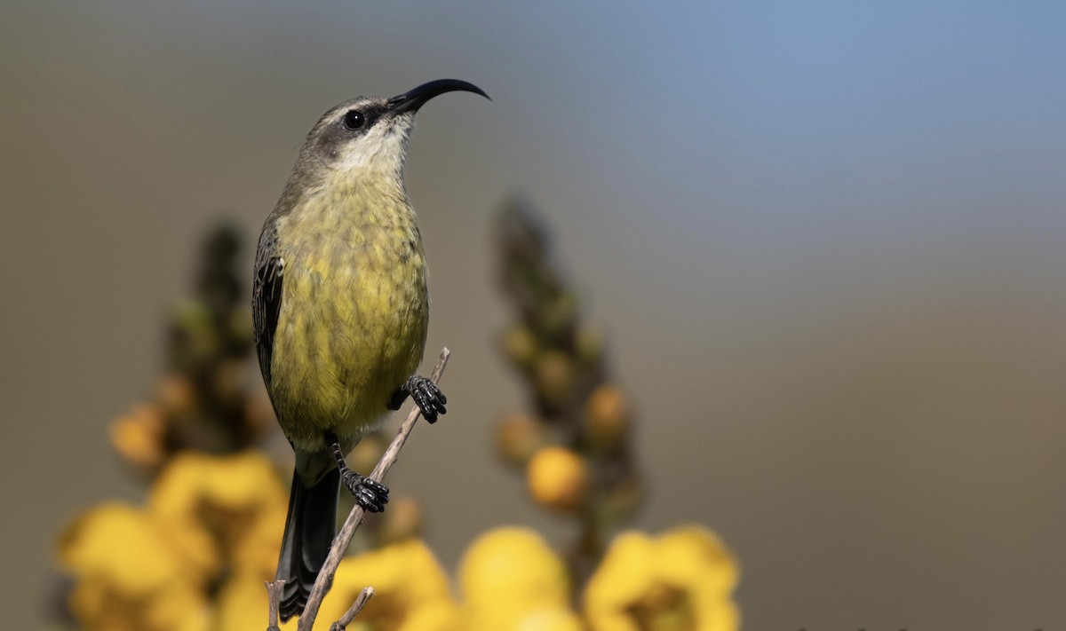 Bronze Sunbird - ML651254608