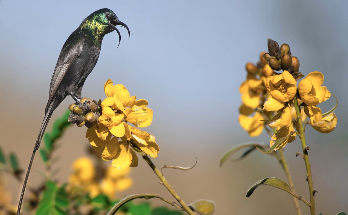 Bronze Sunbird - ML651254609