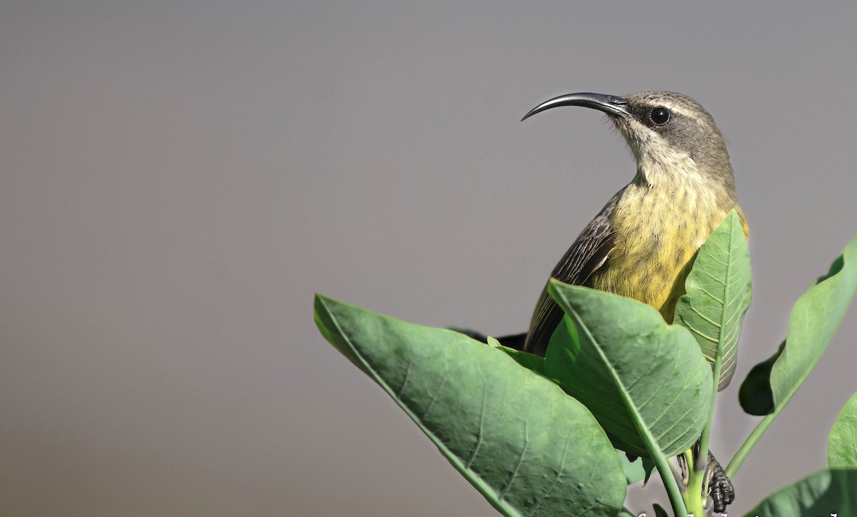 Bronze Sunbird - ML651254610