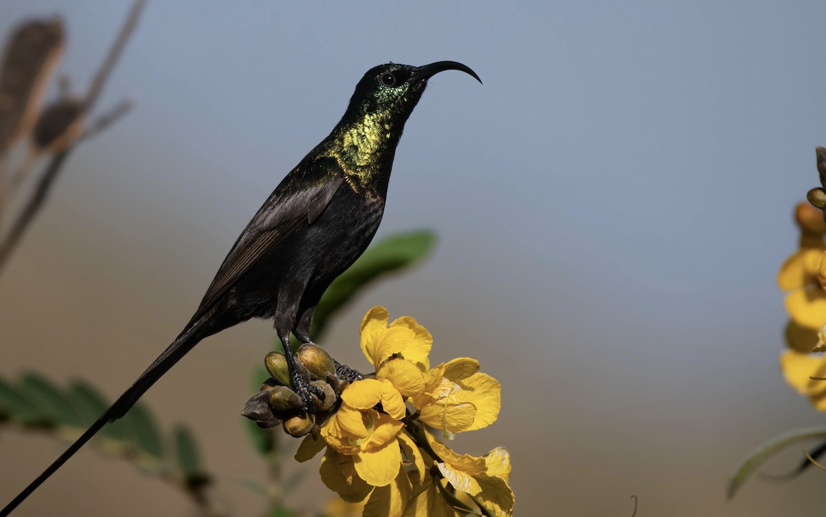 Bronze Sunbird - ML651254611