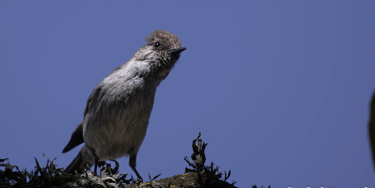 Brown Parisoma - ML651254652