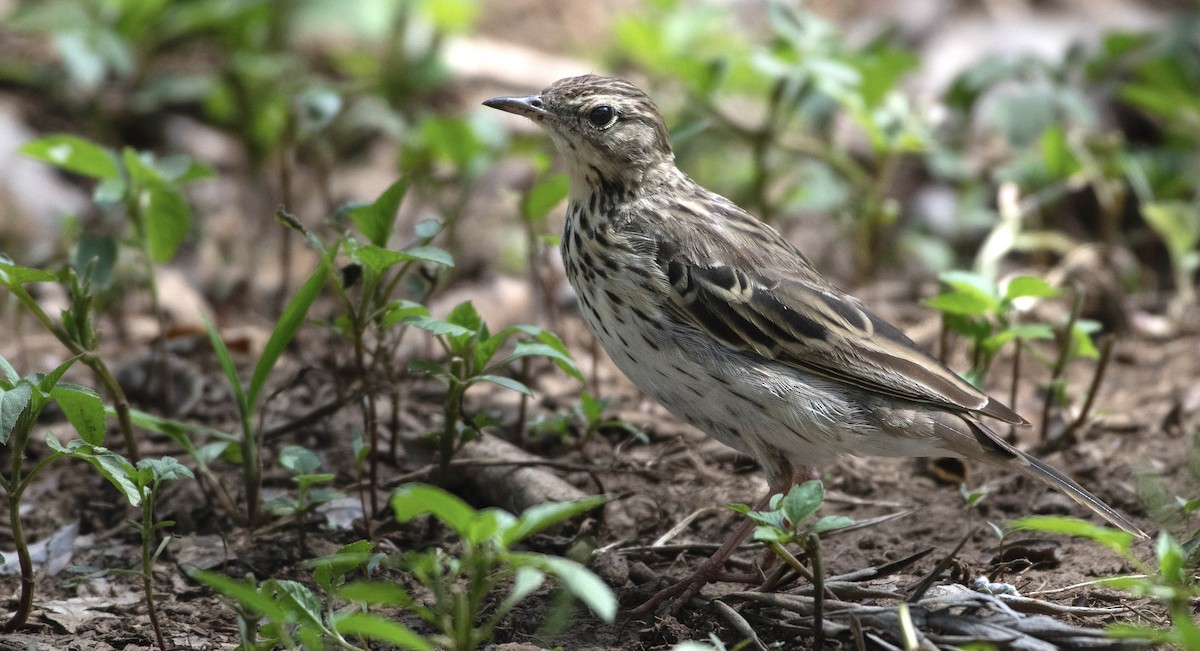 Prispolone - ML651254698