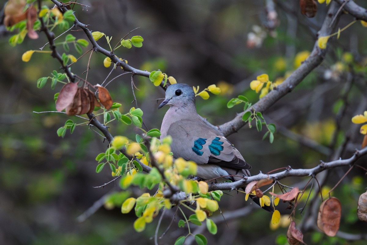 Emerald-spotted Wood-Dove - ML651254938