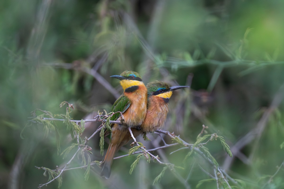 Little Bee-eater - ML651254973