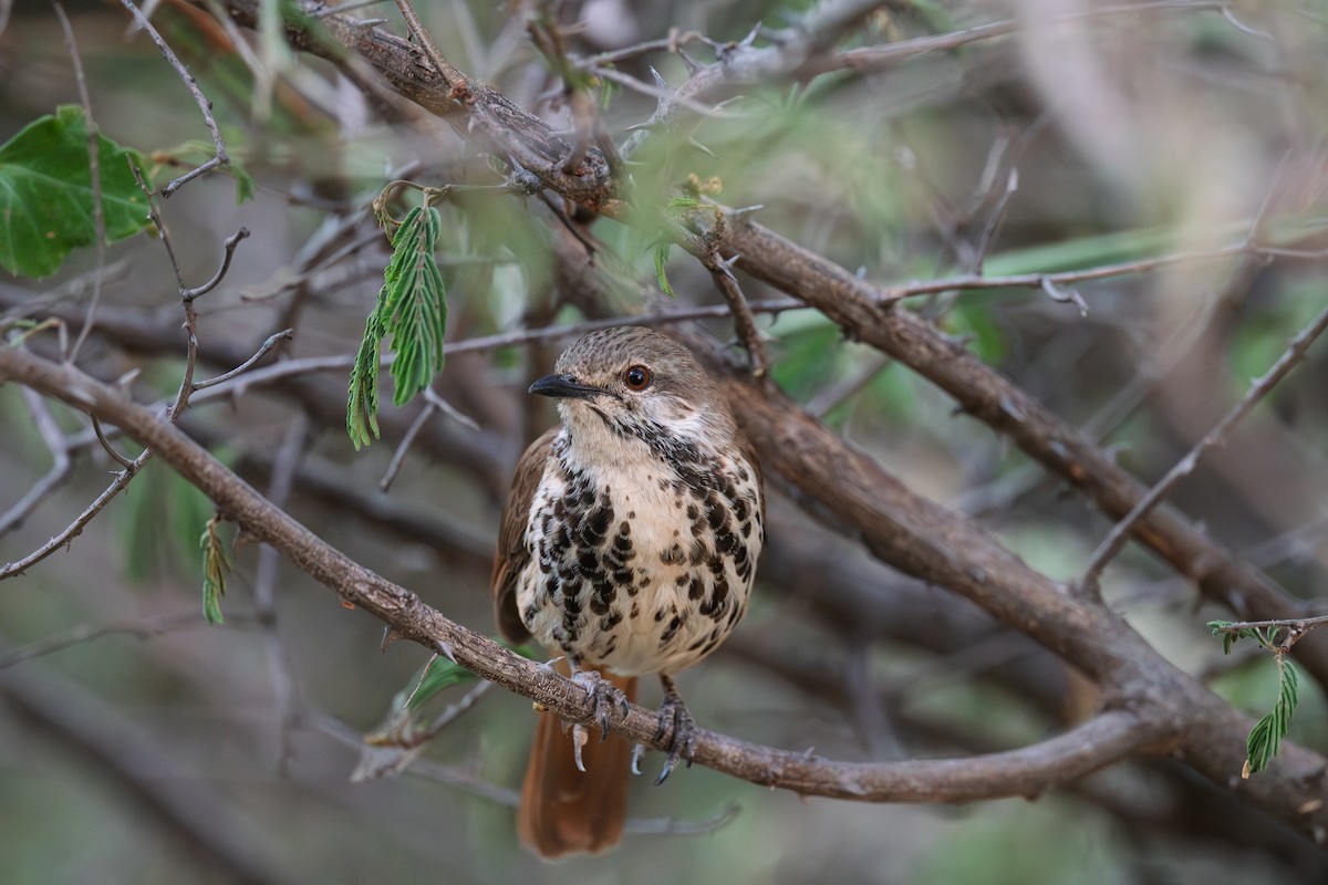 Spotted Morning-Thrush - ML651254980